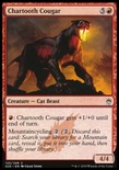 Chartooth Cougar