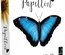 Papillon