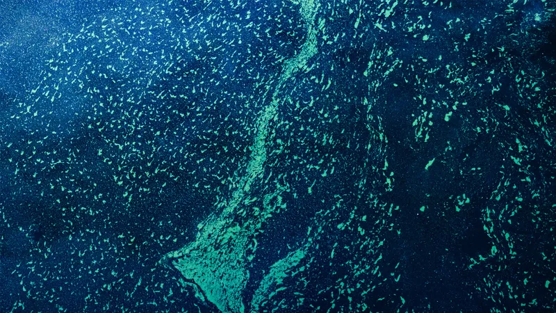 The Do Operator and More: Causal Graphs for Marine Decision Making