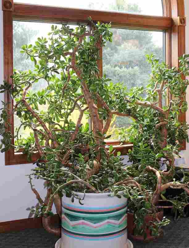 The Jade Plant null