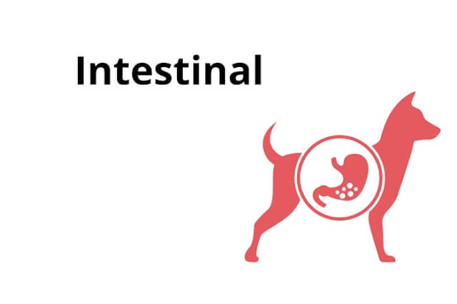 Intestinal