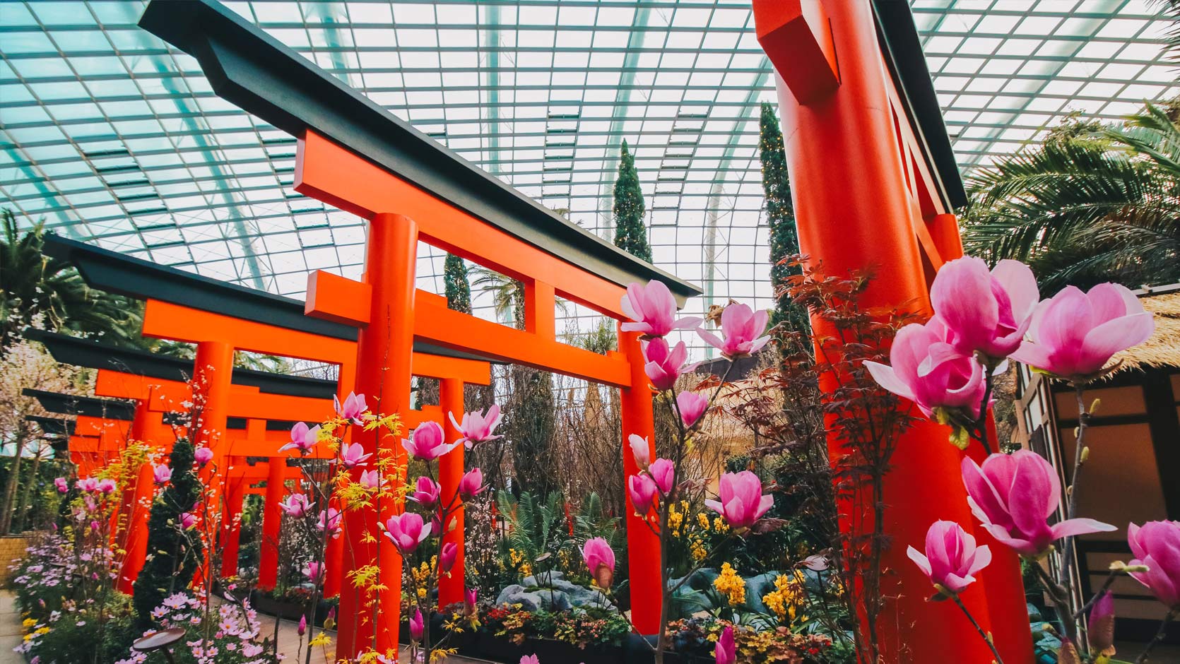 sakura-torii-1670x940.jpg