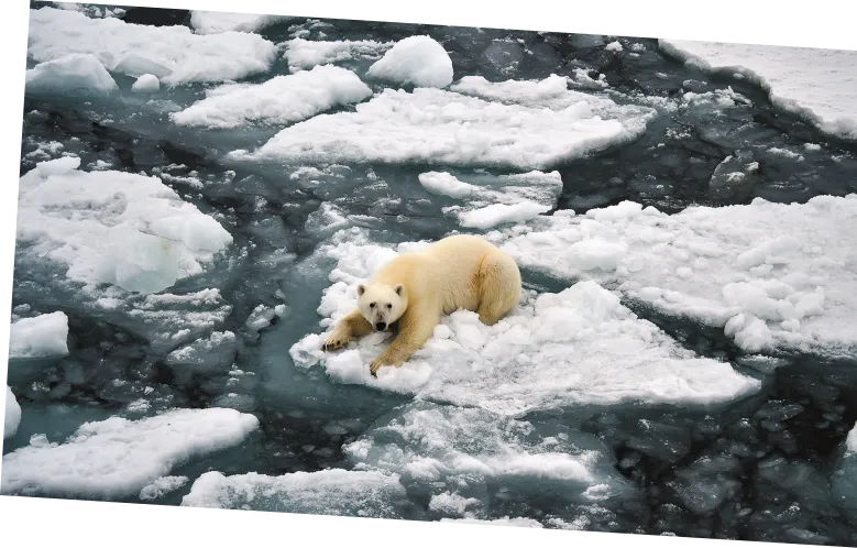 Imagem de um urso-polar em cima de um bloco de gelo flutuando no mar.