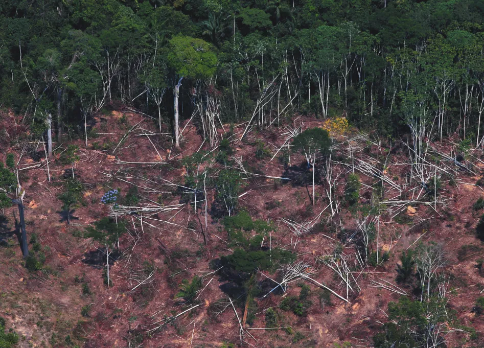 Imagem de floresta desmatada.