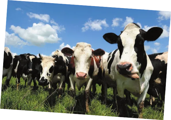 Imagem de manada de vacas.