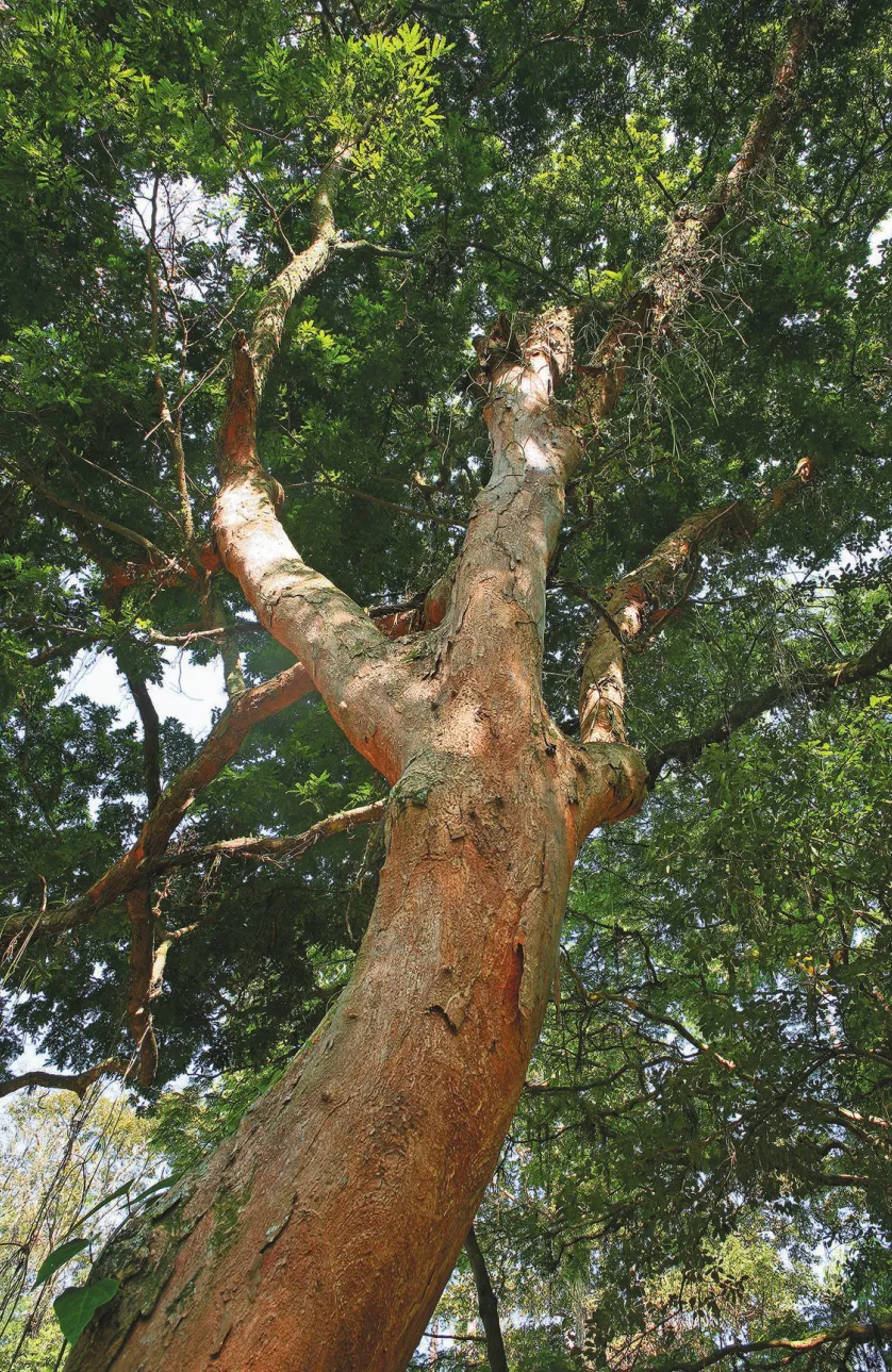 Imagem de uma grande árvore.