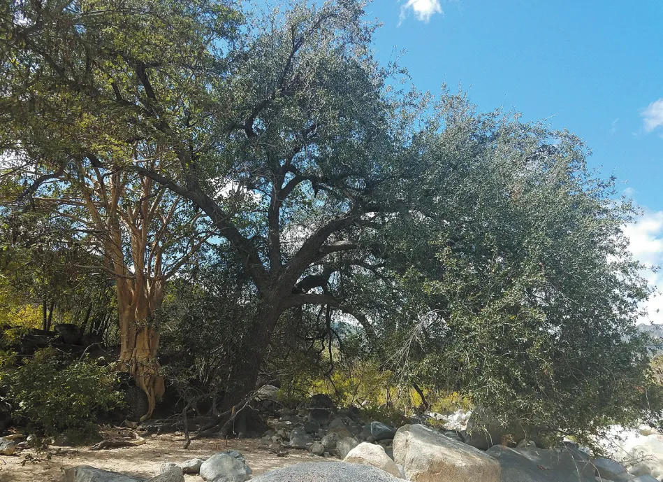 Imagem de uma árvore com copa larga e alguns galhos curvados para baixo.
