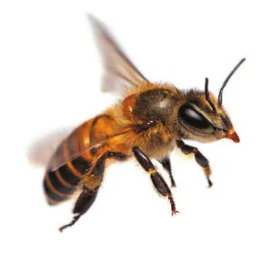 Imagem de abelha voando.