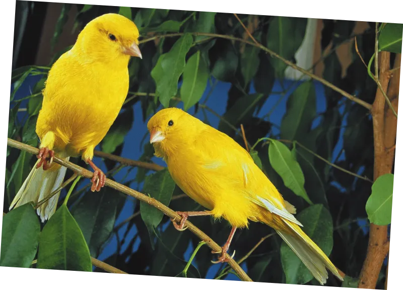 Imagem de dois pássaros em um galho.