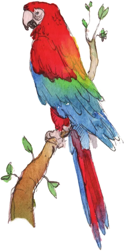 Imagem de uma arara pousada em um galho.