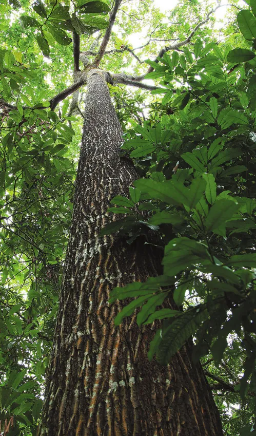 Imagem de uma árvore muito alta.