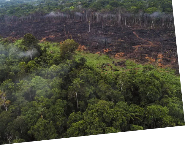 Imagem de uma floresta parcialmente desmatada, com o solo queimado.