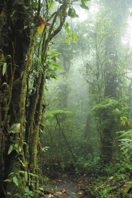 Imagem de floresta com neblina.