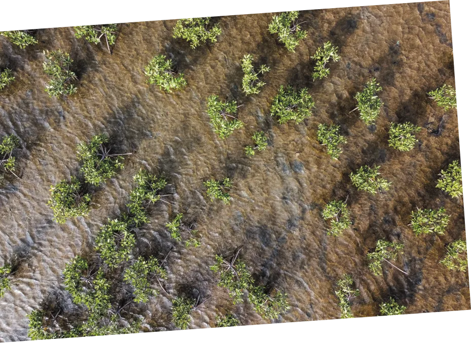 Imagem aérea de manguezais. Vemos árvores espaçadas em uma área alagada.