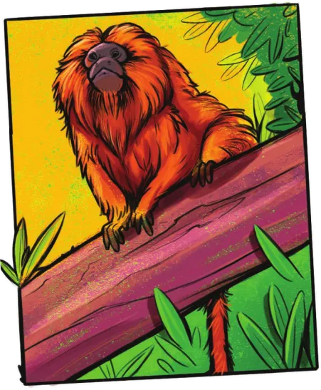 Imagem de mico-leão-dourado.