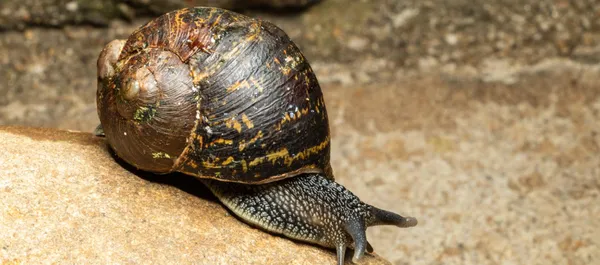 Viu esse caramujo no seu quintal? Cuidado!