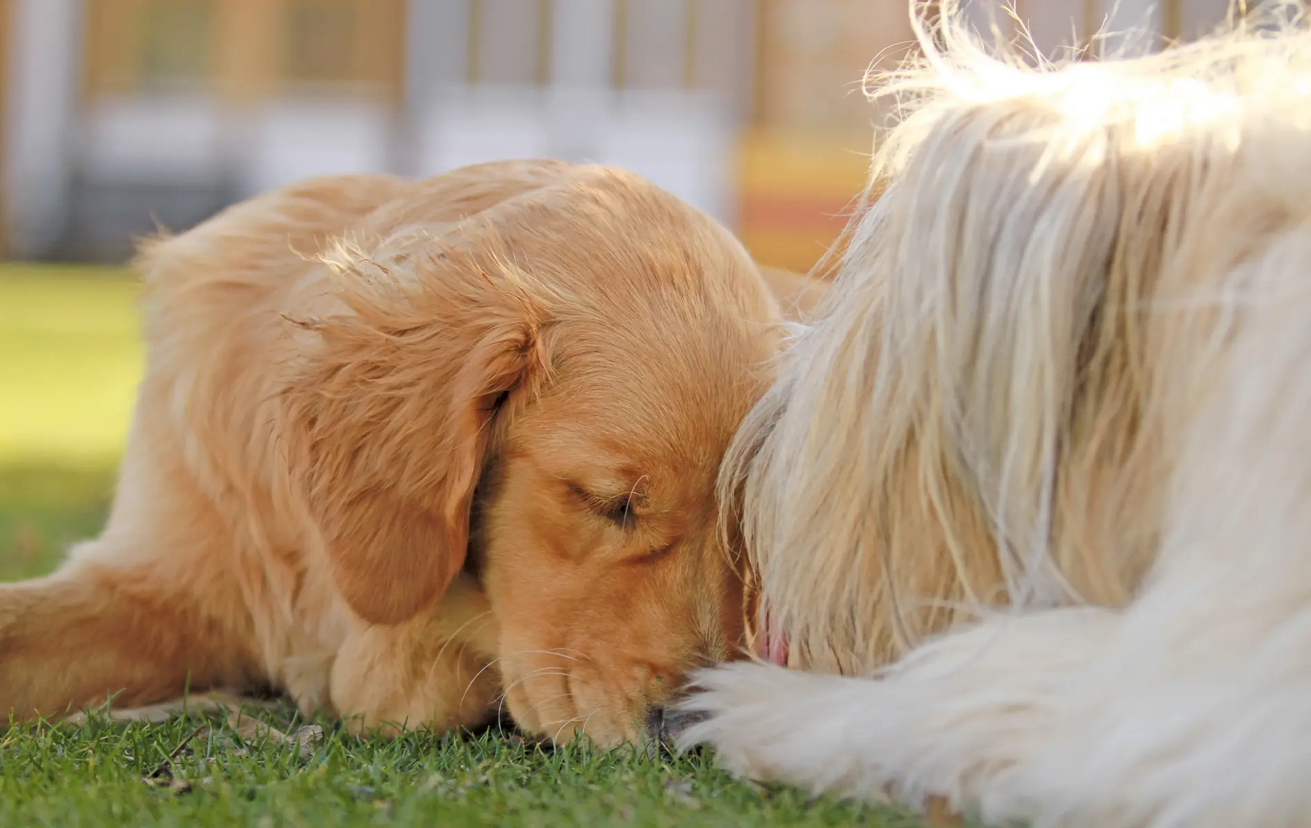 Emoties bij honden zien: Behoeften begrijpen - Edupet