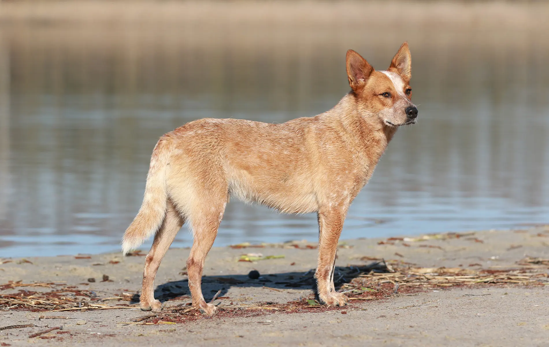 Emoties bij honden zien: Lichaamstaal herkennen - Edupet
