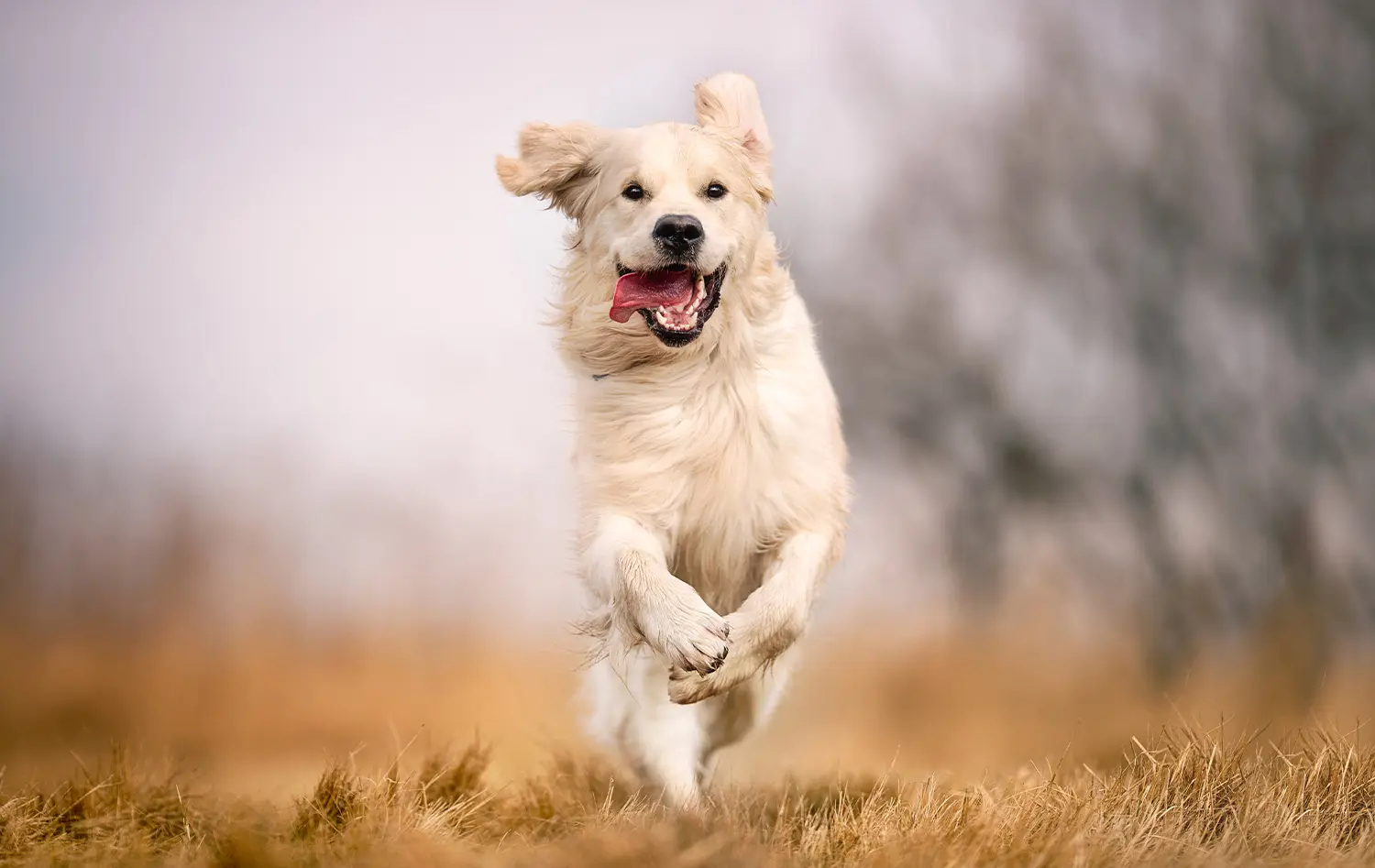 Emoties bij honden zien: Lichaamstaal herkennen - Edupet