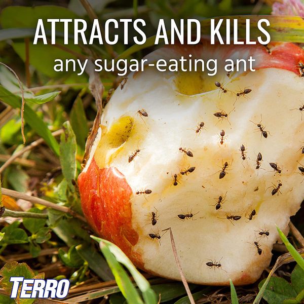 Terro Liquid Ant Baits (6 bait stations)