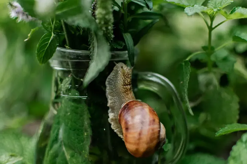 a snail