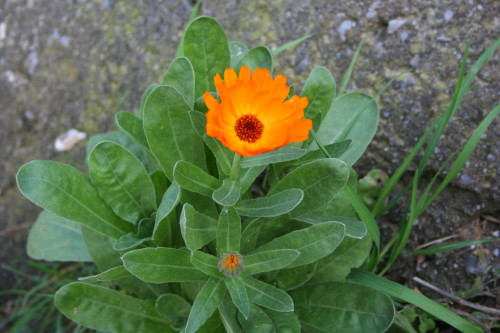 cebaceb1cebbceadcebdcf84cebfcf85cebbceb1-calendula.jpg