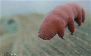 Bradypora.gif