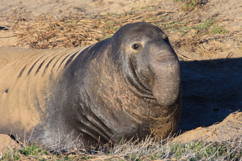 Northern-elephant-seal.jpg