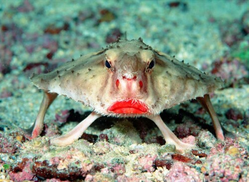 batfish1.jpg