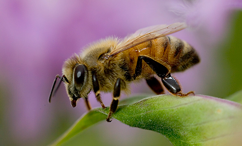 africanized-honey-bee.jpg
