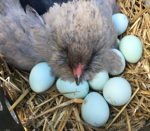 beautiful-araucana-chicken-sitting-on-her-eggs.jpg