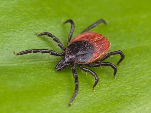 black-legged-deer-ticks-in-new-jersey.jpg