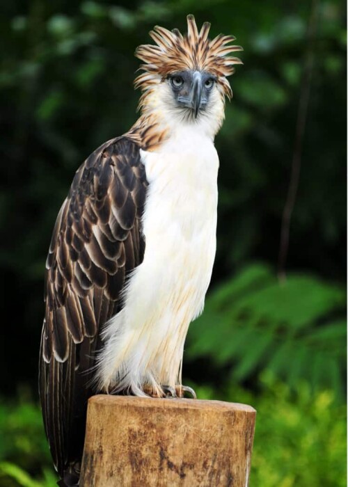 philippine-eagle-Pithecophaga-jefferyi-731x1024.jpg