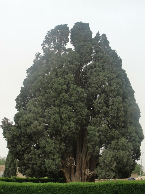 Cypress of Abarqu