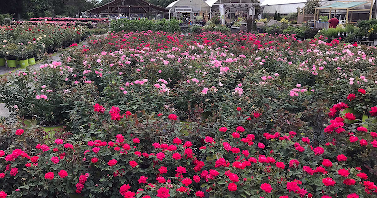 Hyannis Country Garden is a <mark>Family</mark> Business With Deep Roots