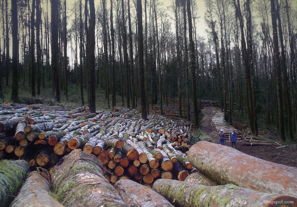 La falta de presupuesto no permite garantizar resultados efectivos en la conservación de los bosques nativos.