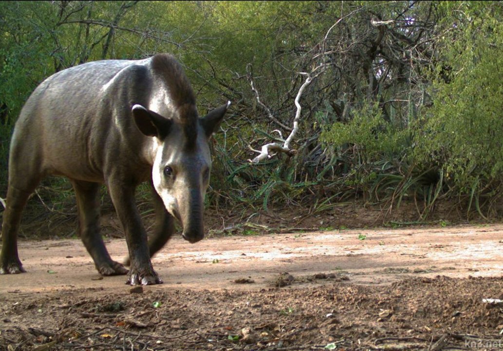 Hay un Plan de Acción de conservación del tapir, pero no lo aprobó el Ministerio de Ambiente.