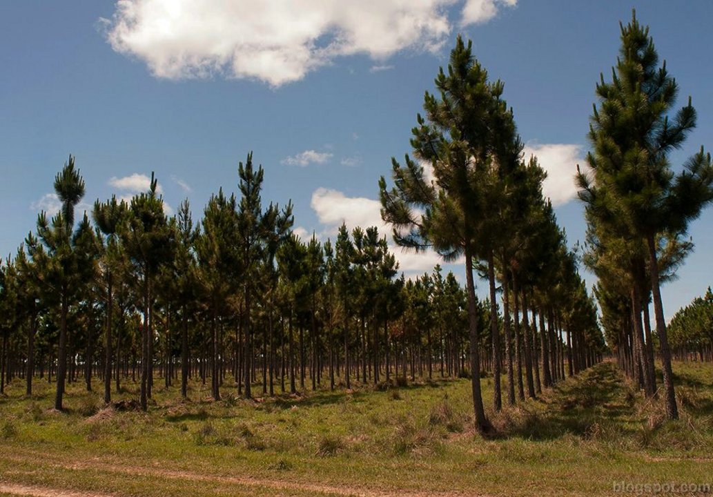La AGN observó un dominio absoluto de la promoción de especies exóticas, sobre todo pinos y eucaliptus.