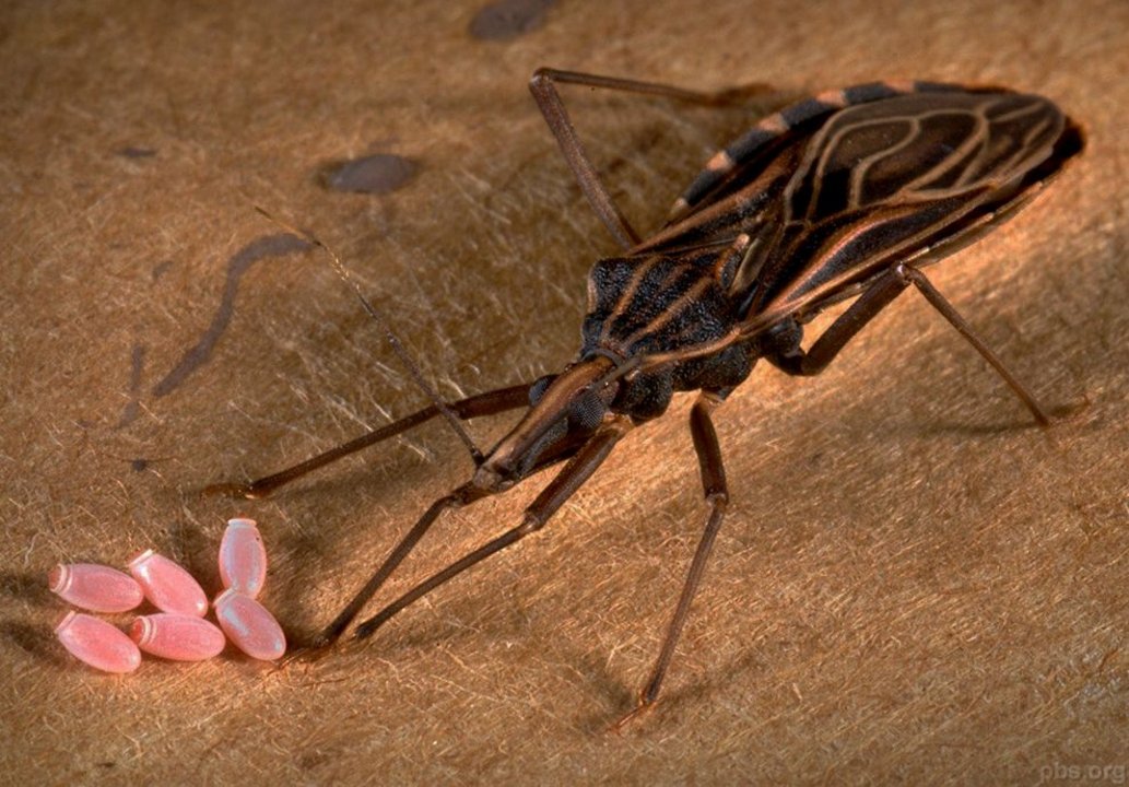 La vinchuca, uno de los transmisores de Chagas, se reproduce fácilmente y suele poner sus huevos en gallineros, corrales y techos de paja.