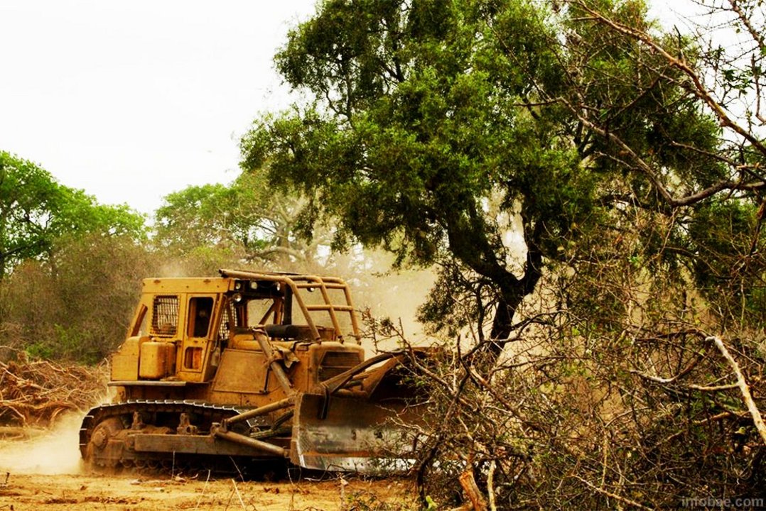 Los montes cumplen un rol importante a la hora de absorber las lluvias, lo que ayuda a evitar inundaciones.