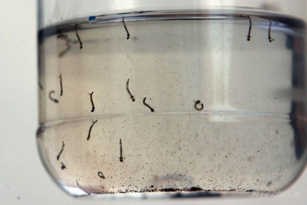 El mosquito del dengue se cría en recipientes con agua acumulada en los alrededores del hogar.