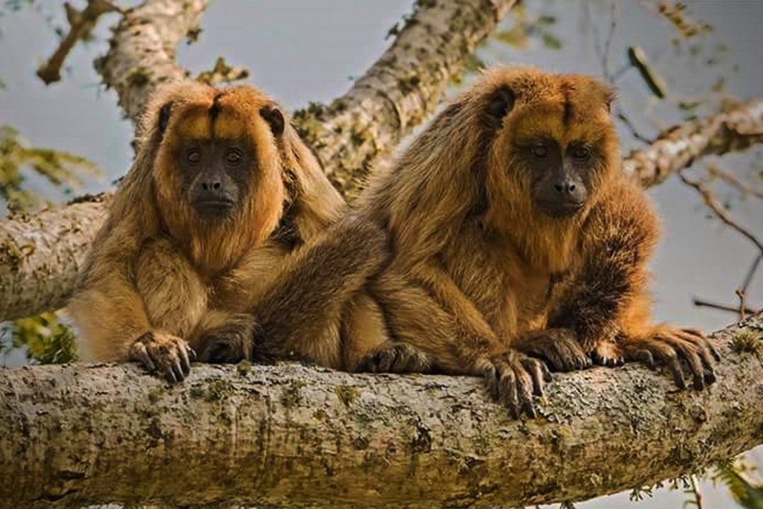 Monos Carayá, categorizados como especie "vulnerable"