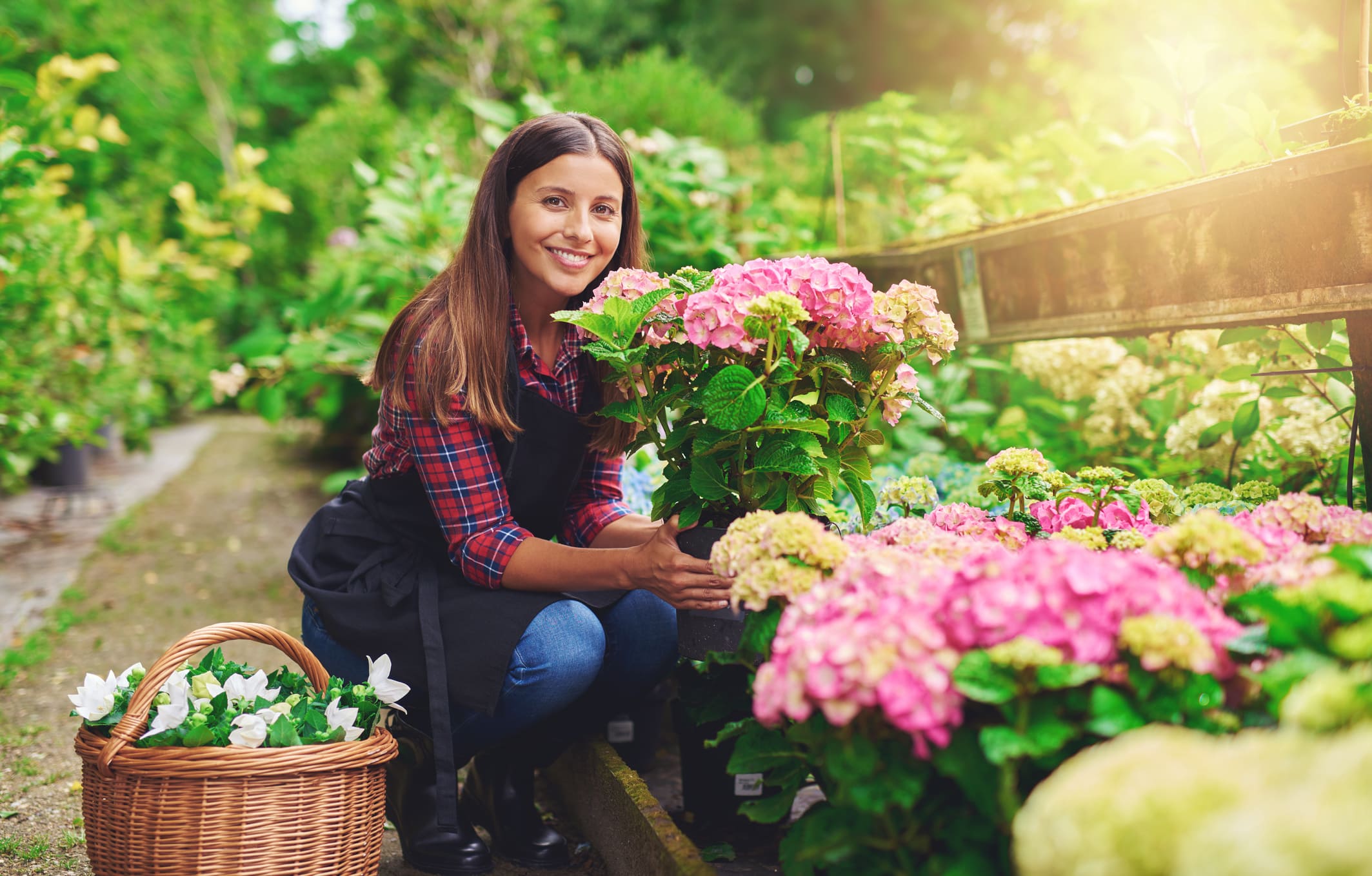 I Changed the Color of My Hydrangeas with This Simple Trick!