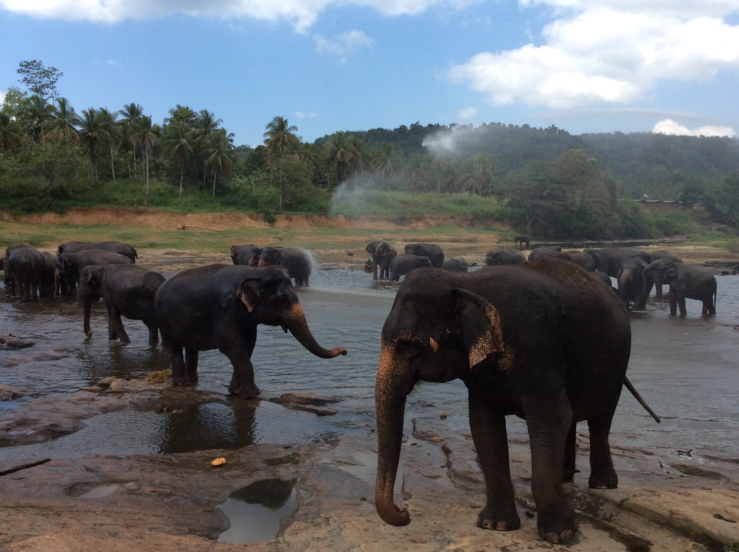 Eleos Compliance Helps Protect a Critical Wildlife Corridor in Sri Lanka
