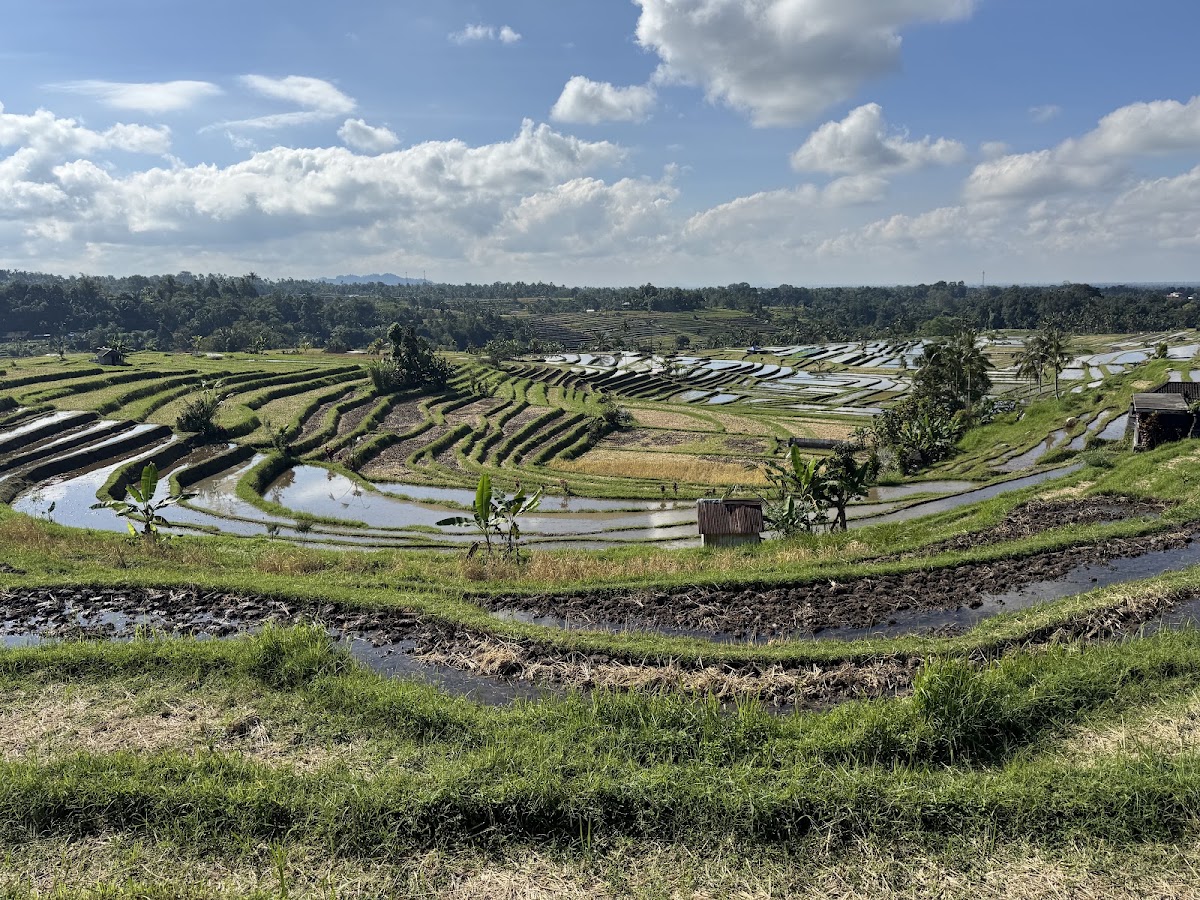 Pererenan Rice Fields