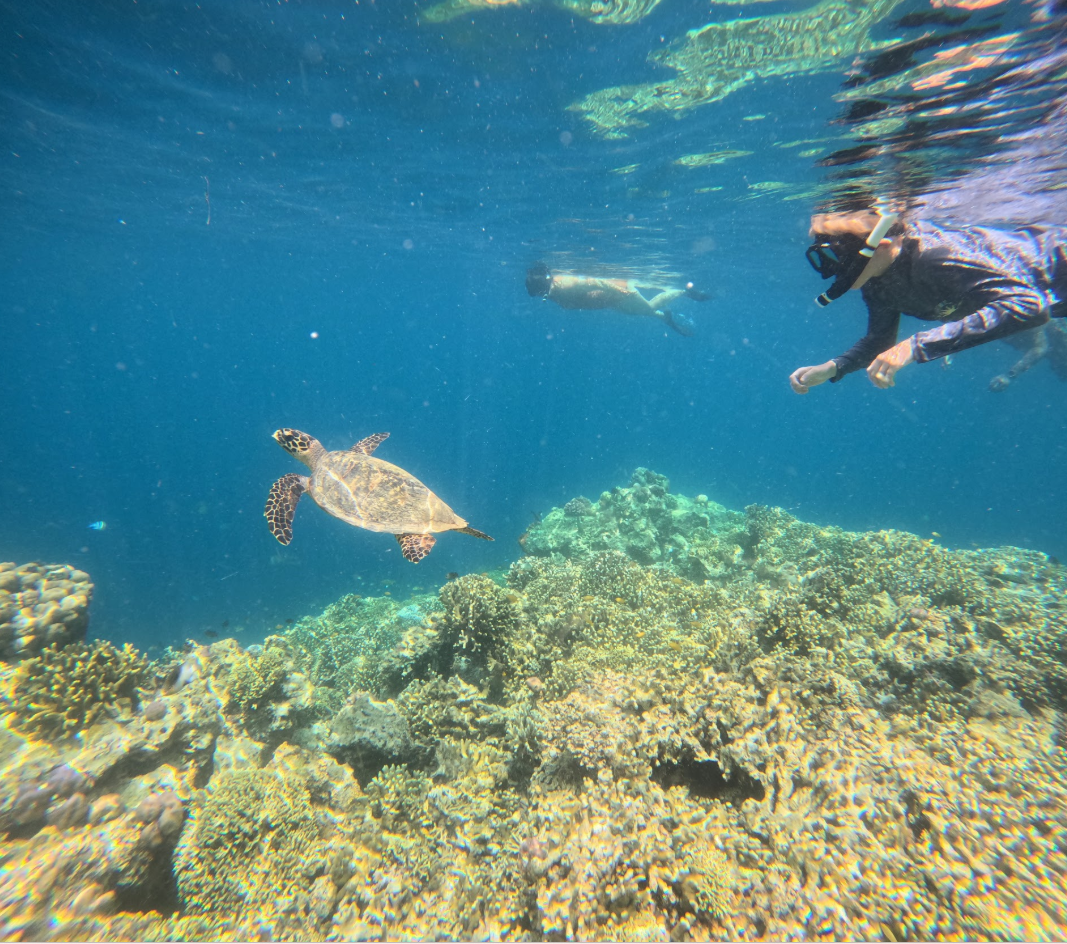 Menjangan Island