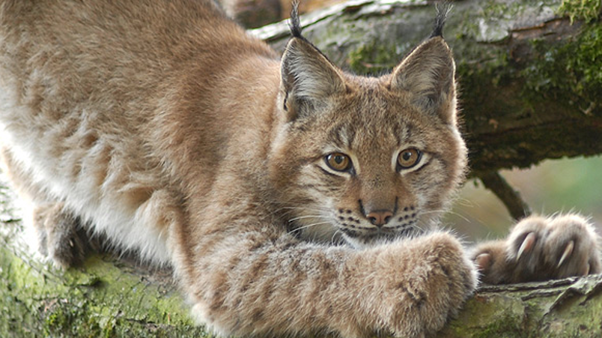 Lange Erlen Animal Park