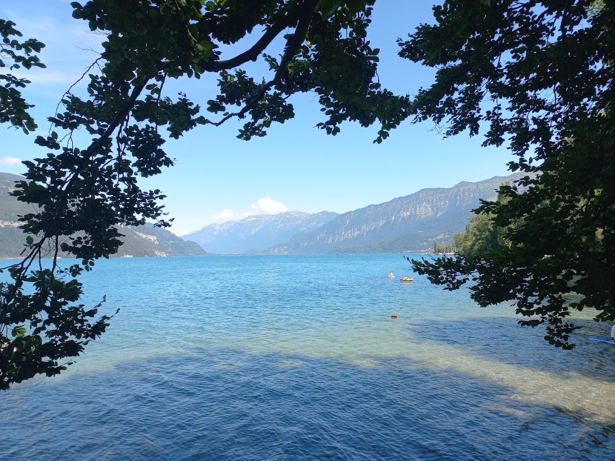 Schwimmen im Thunersee – was man wissen sollte