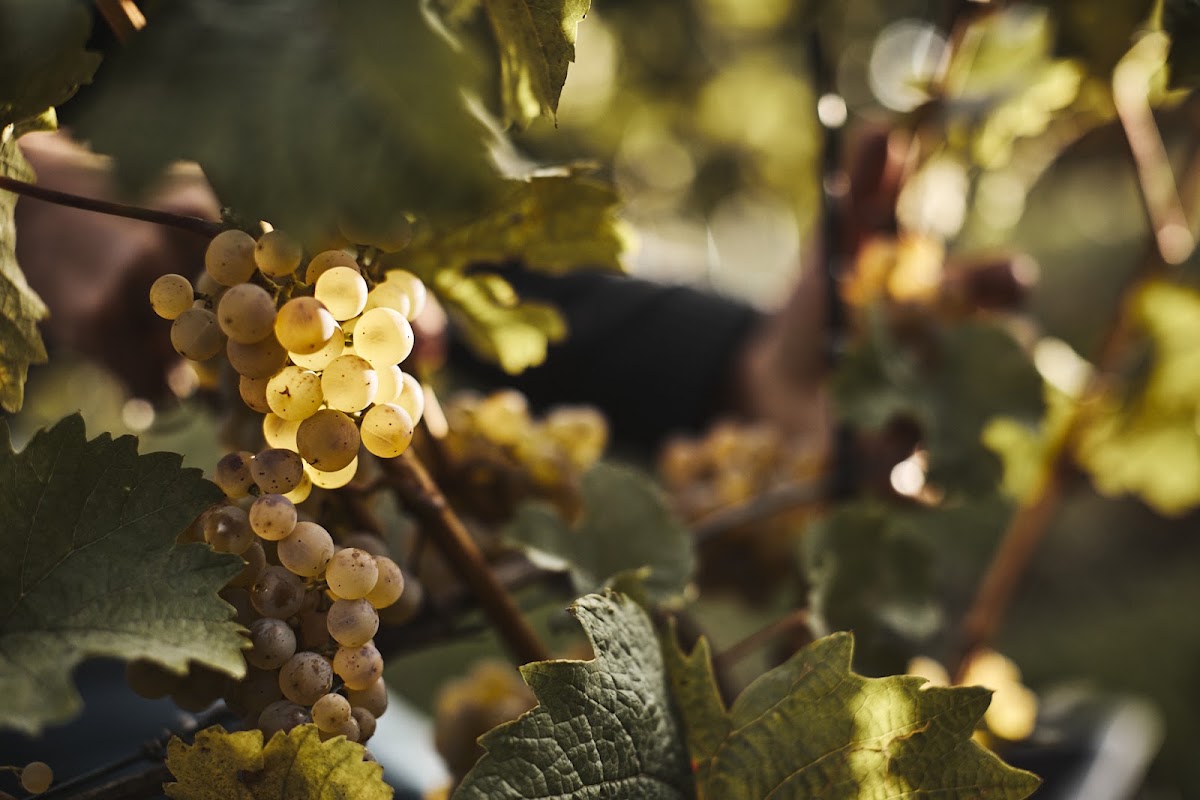 Weinregion Ortenau