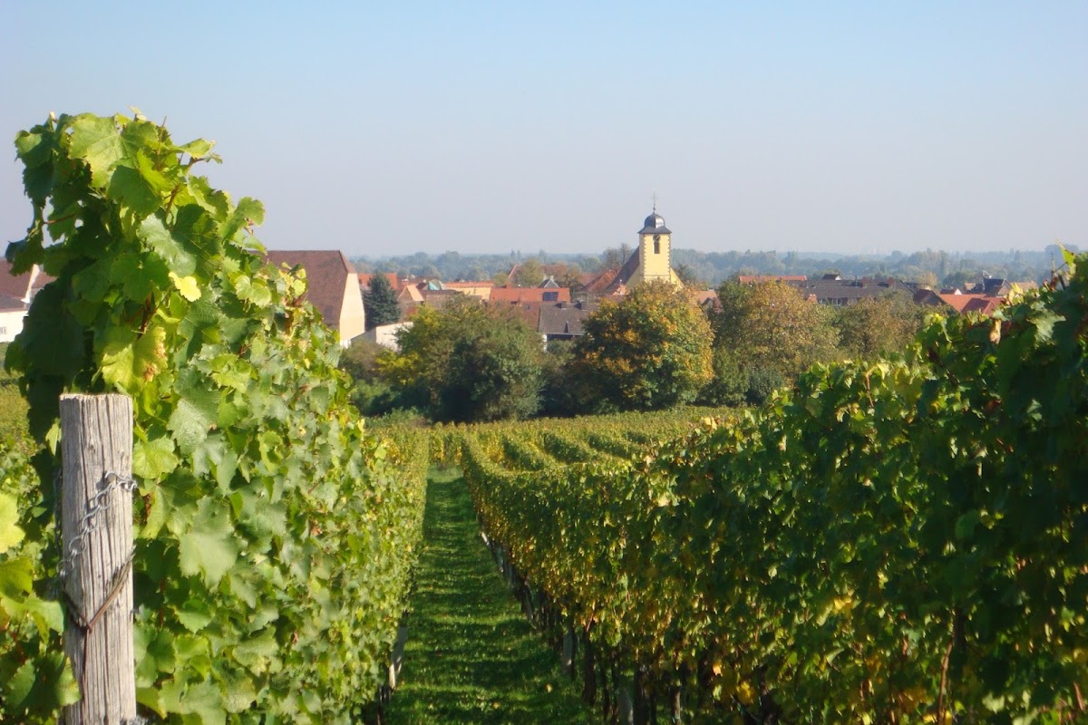 Riesling ab Hof: Was die Pfalz ausmacht